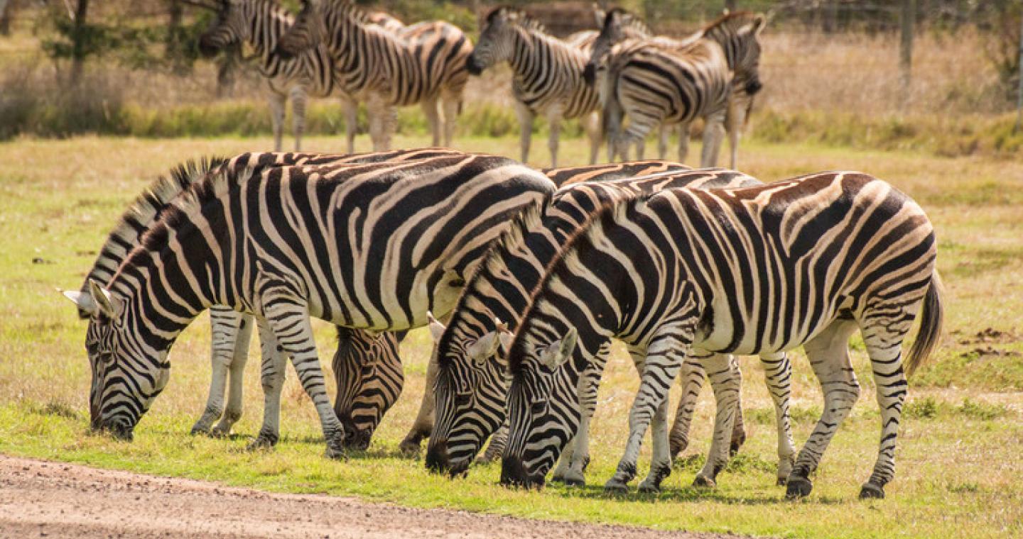 Zebra herd at Werribee Open Range Zoo