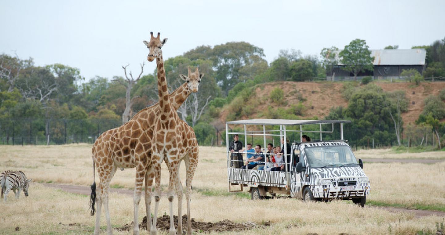 Deluxe Off Road Safari at Werribee Open Range Zoo