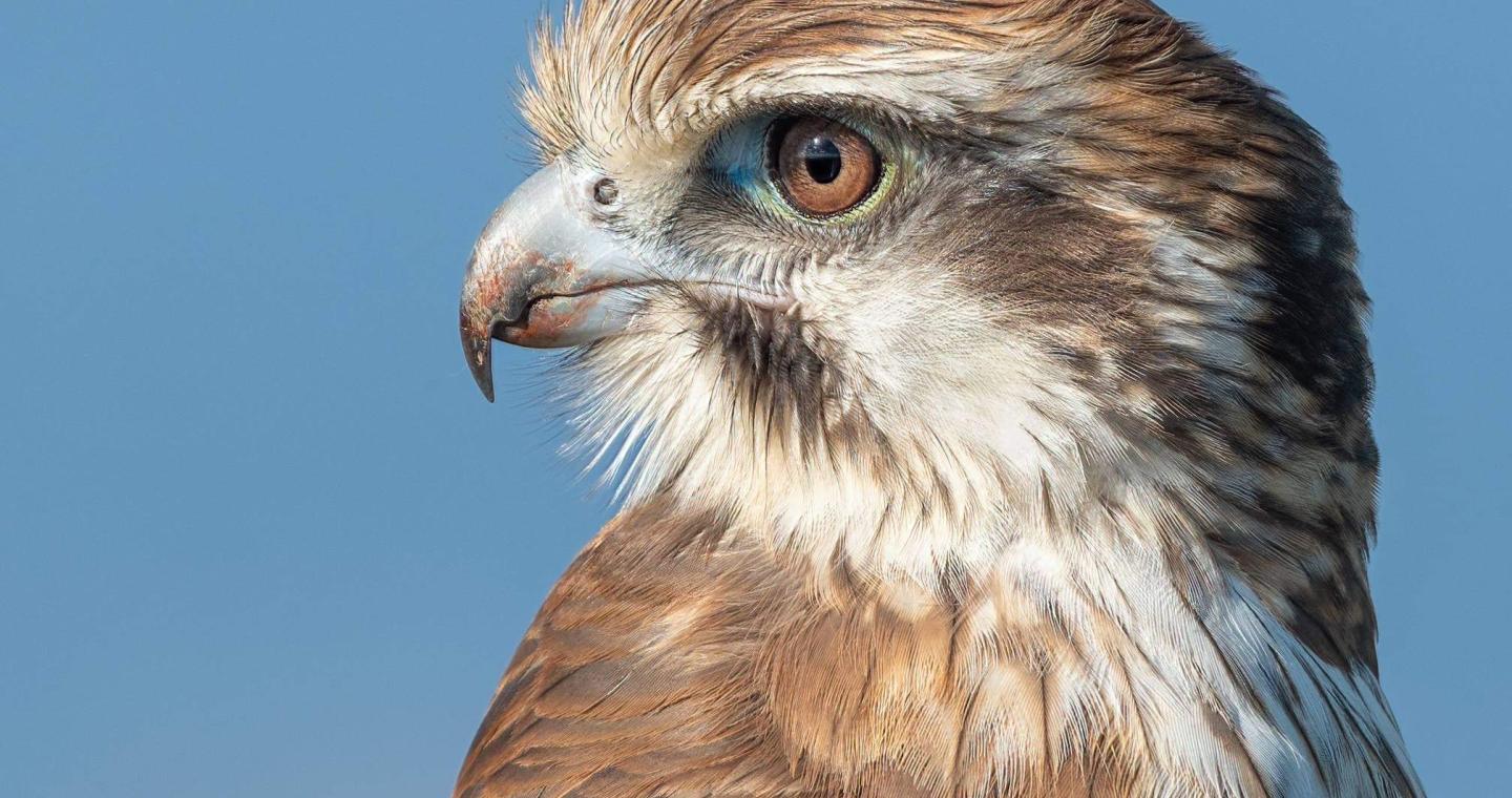 Birdwatching: the international travellers who flock to Werribee