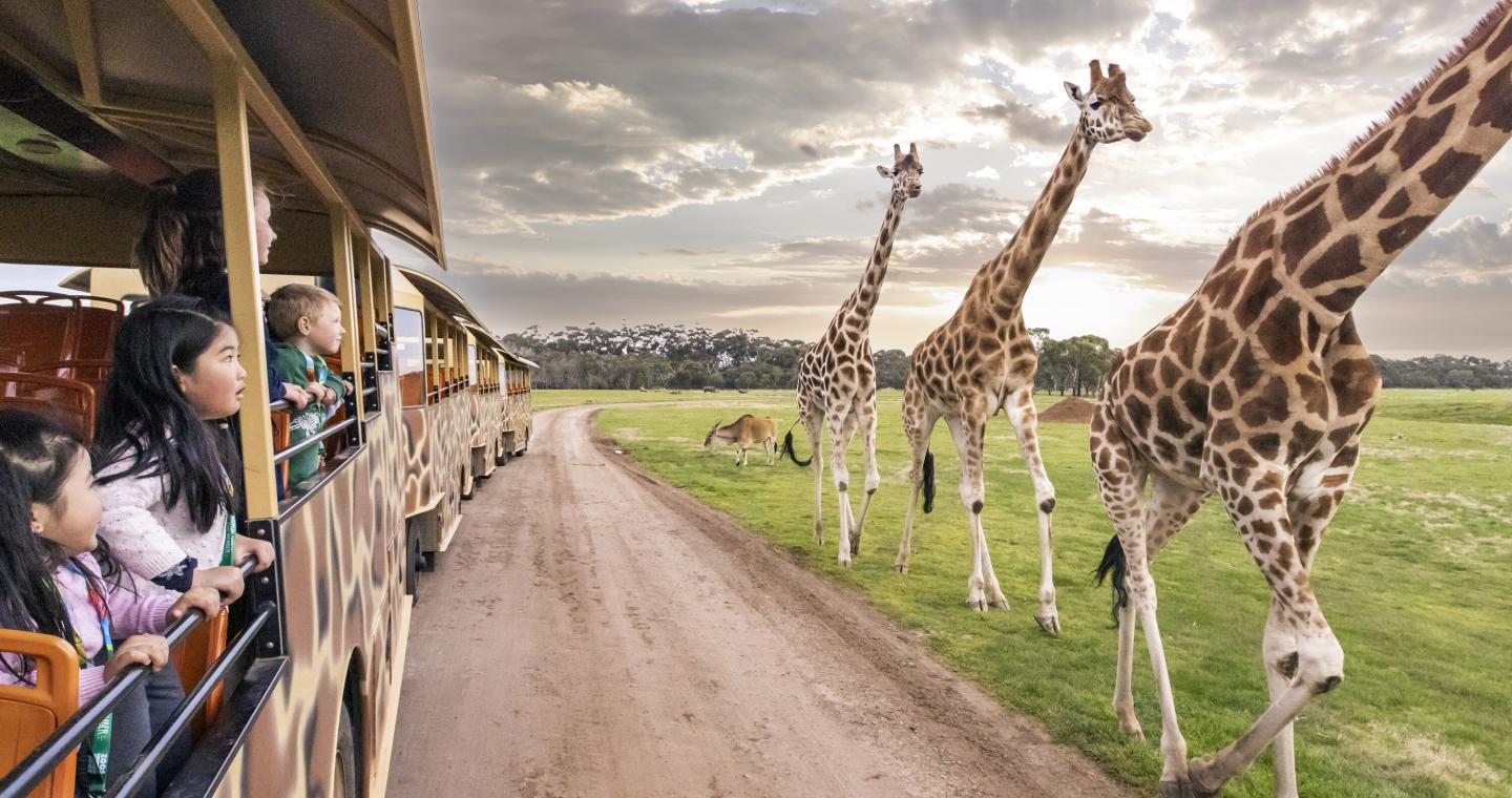 children in Safari Bus looking at giraffe at Werribee Open Range Zoo