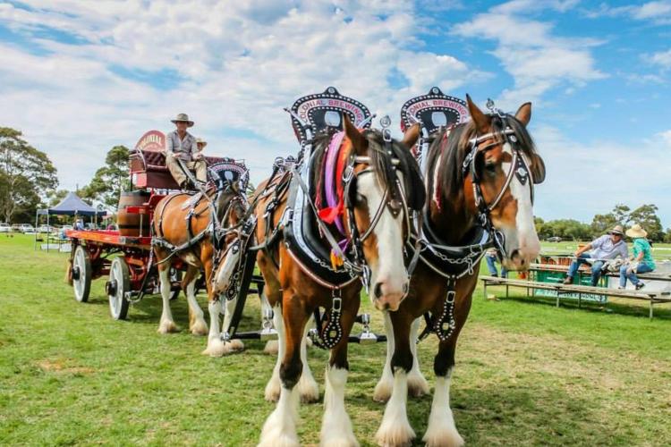 National Clydesdale and Heavy Horse Festival