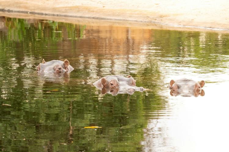 Hippos in water