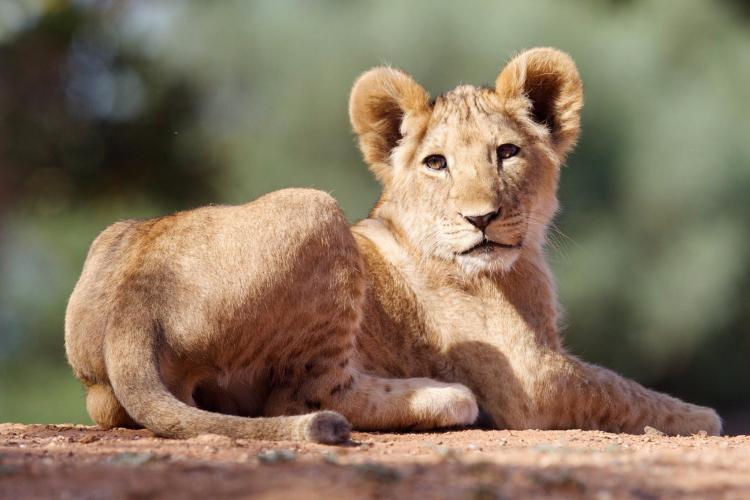 Lion Cub Werribee Zoo