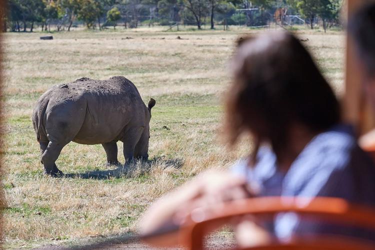 A person looking at a rhino