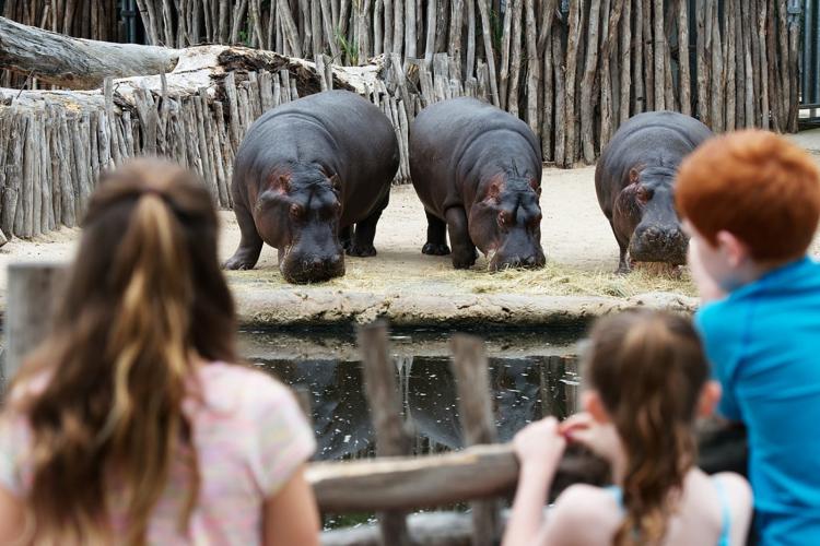 Group of children looking at three hippos