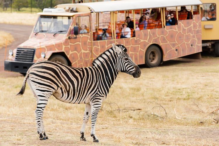 a zebra standing in front of a zoo tour cart