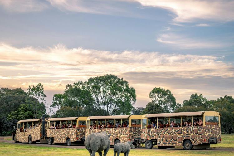 Safari bus at the zoo