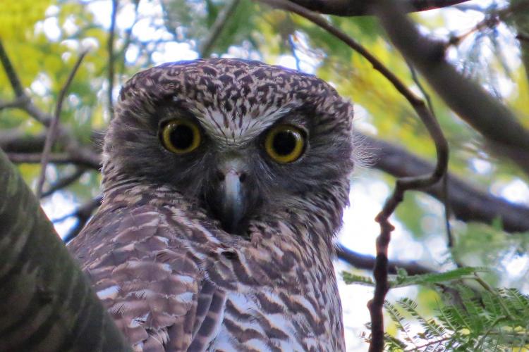 Firetail Birdwatching Tours - Powerful Owl