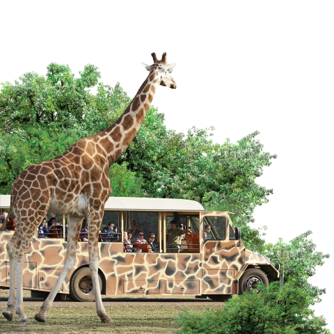 Werribee Open Range Zoo Safari Bus
