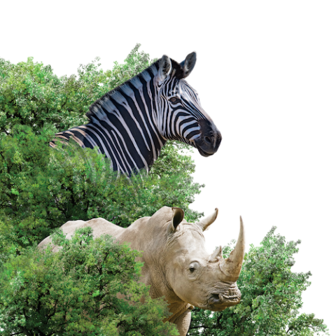 Rhino & Zebra