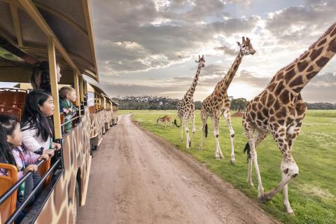 Werribee Zoo