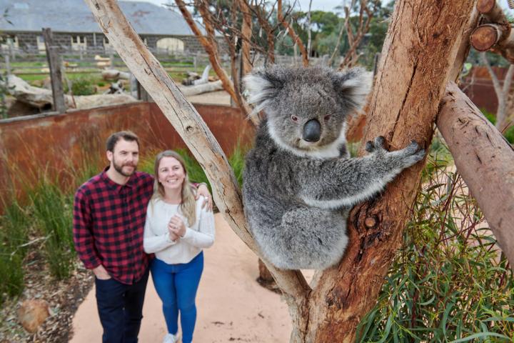 Couple lookig at a Koala at Werribee Open Range Zoo