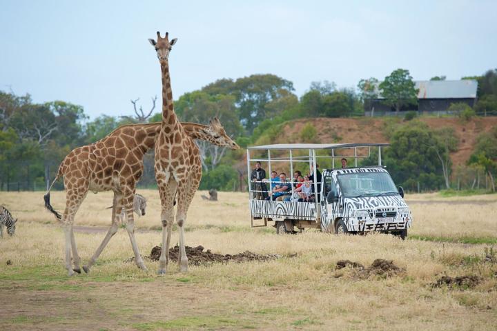 Deluxe Safari Adventure at Werribee Open Range Zoo