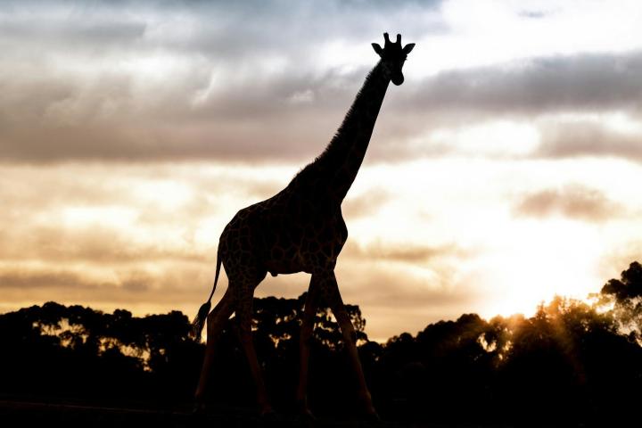 Sunset Safari at Werribee Open Range Zoo